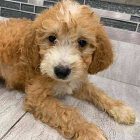 Mini Goldendoodle