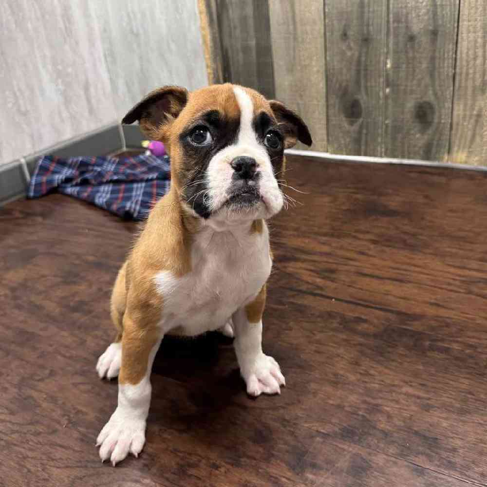 Image of a pet breed in the gallery
