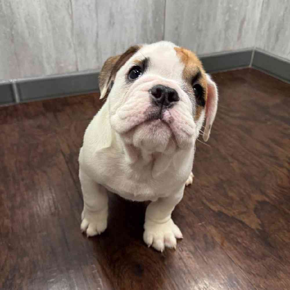 Image of a pet breed in the gallery