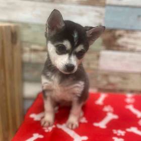 Alaskan Klee Kai