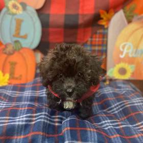 Poochon