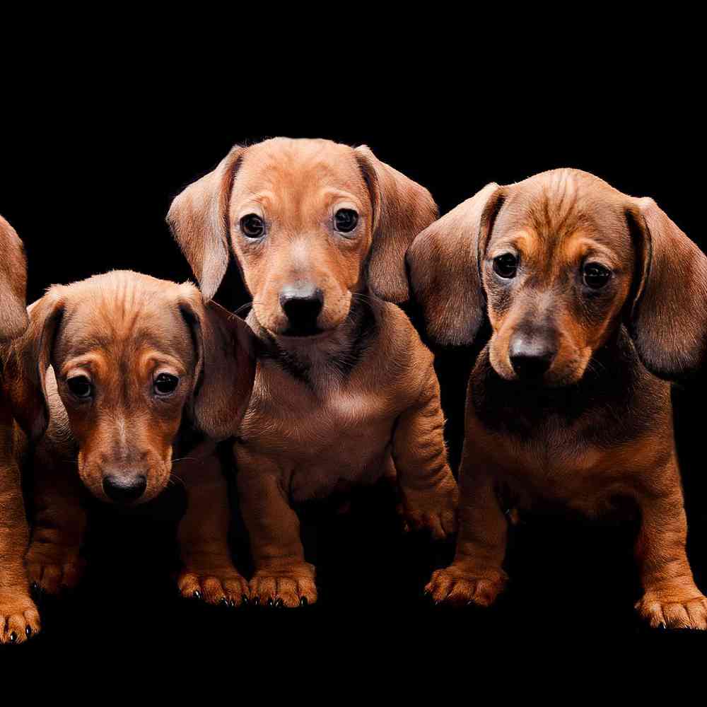 Mini Dachshund Puppies for sale New Haven