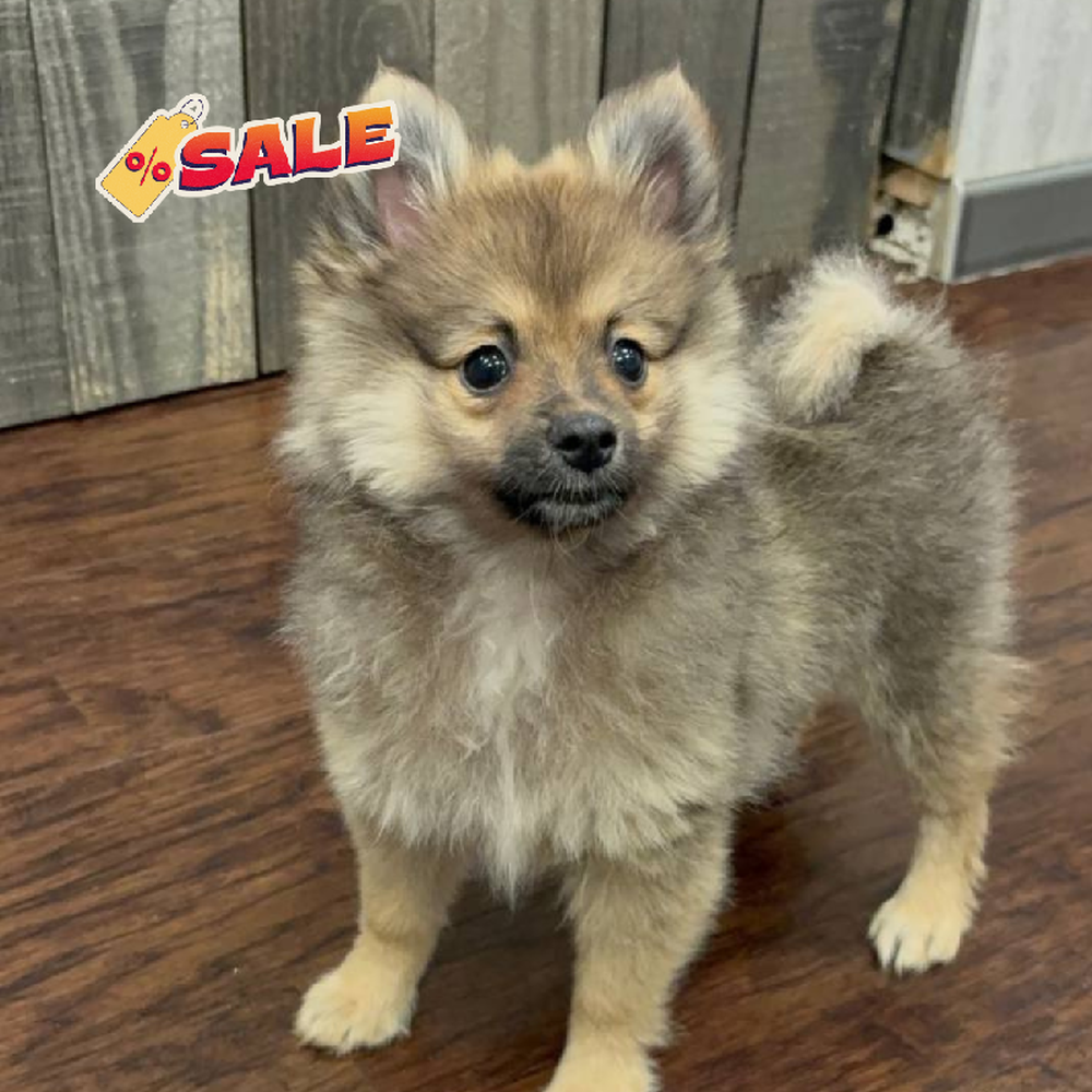 Image of a pet breed in the gallery