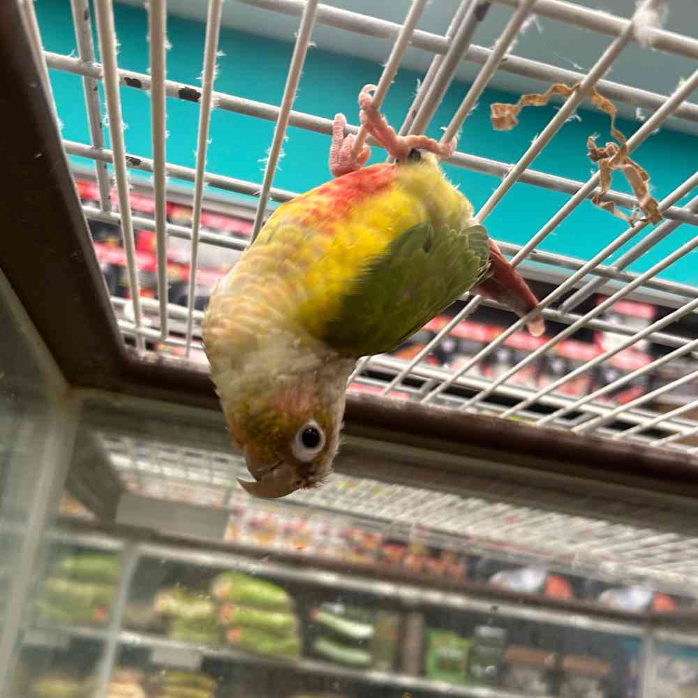 Image of a pet breed in the gallery