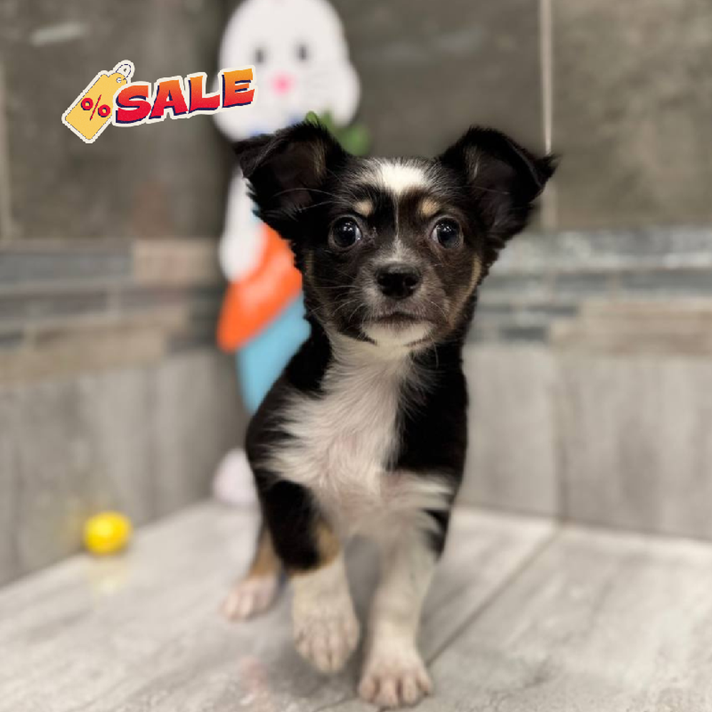 Image of a pet breed in the gallery
