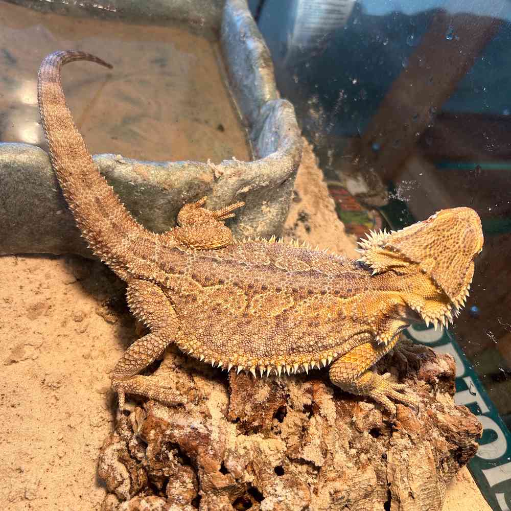 Bearded Dragon