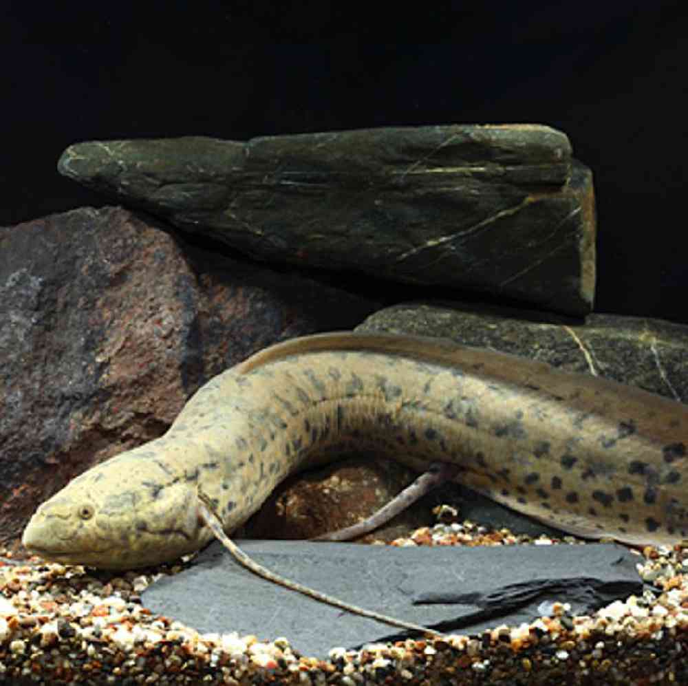 African Lungfish