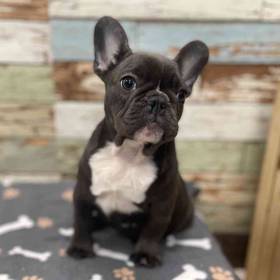 French Bulldog