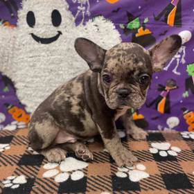 French Bulldog