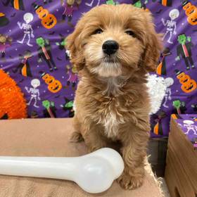 F1B Mini Goldendoodle