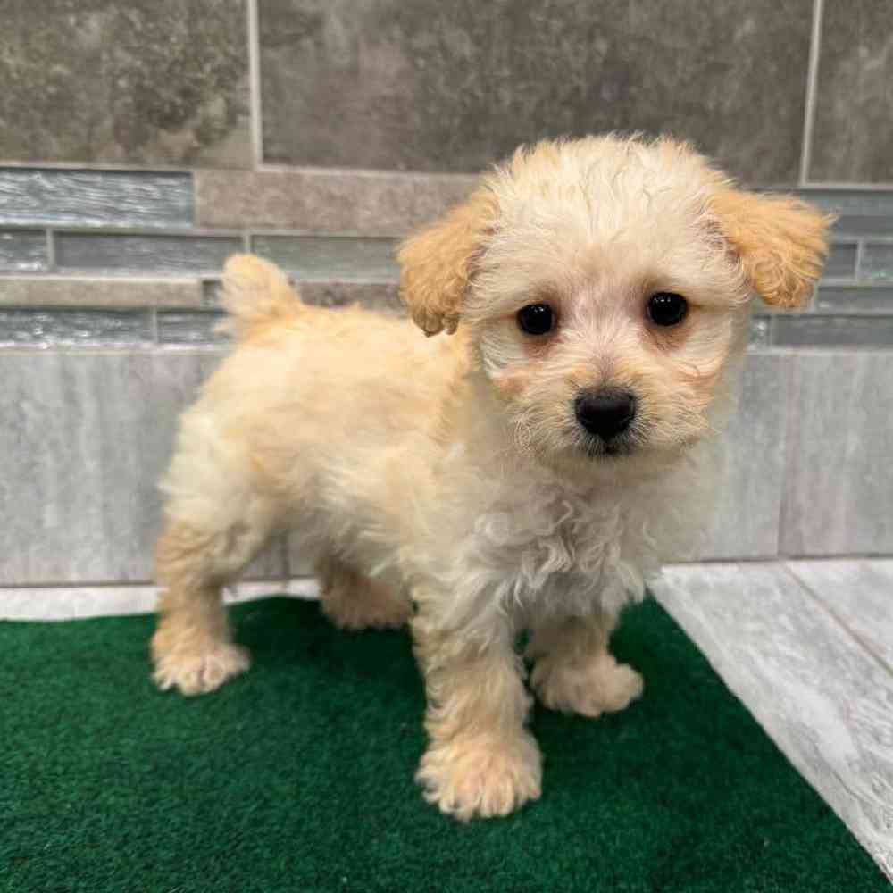 Image of a pet breed in the gallery