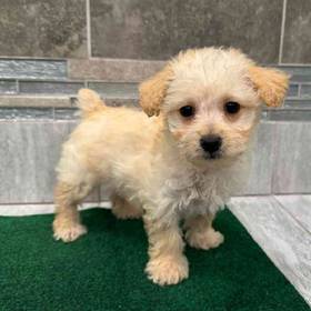 Yorkie-Poo