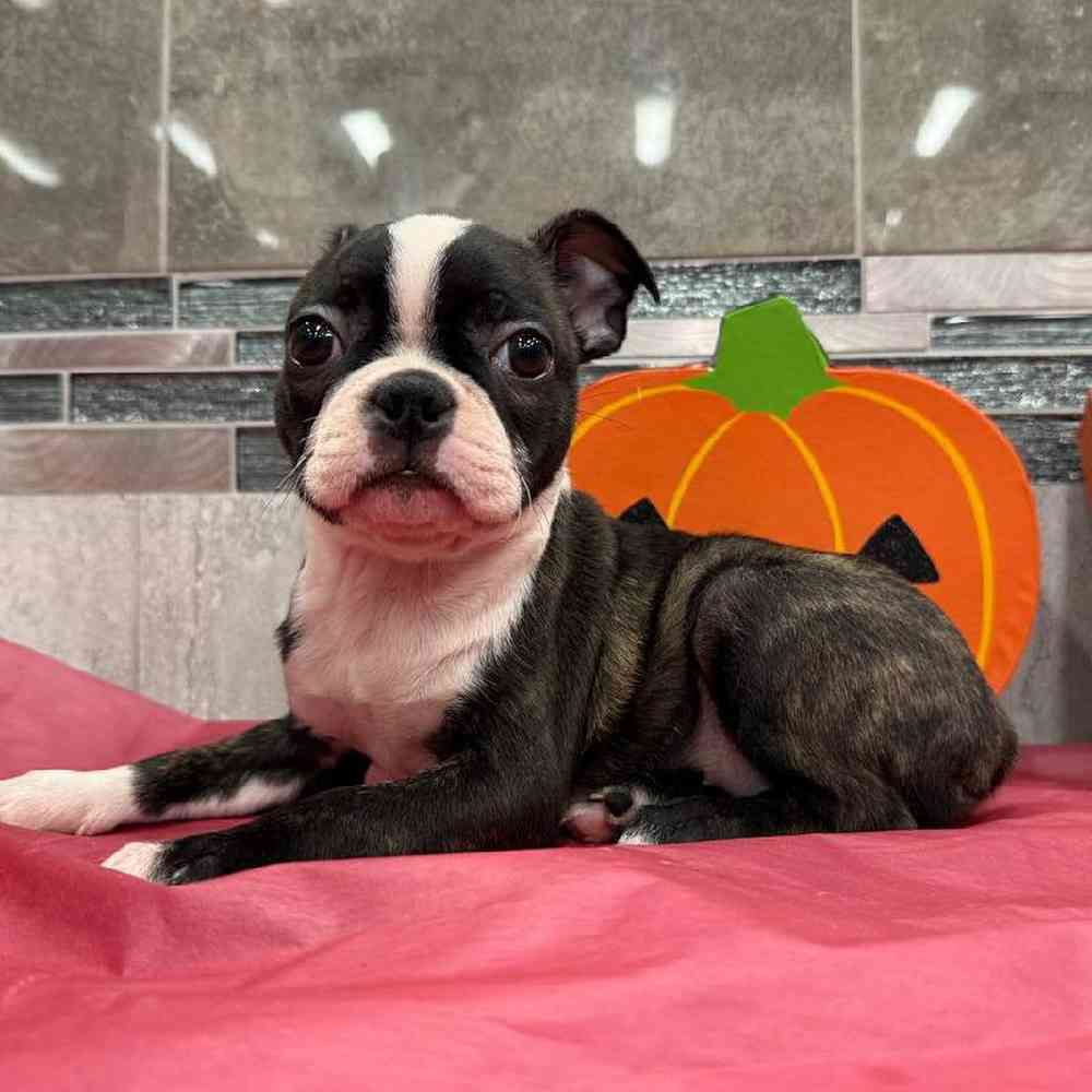 Noir - Paw Tale Puppies boston terrier puppies sale, image size:1000x1000