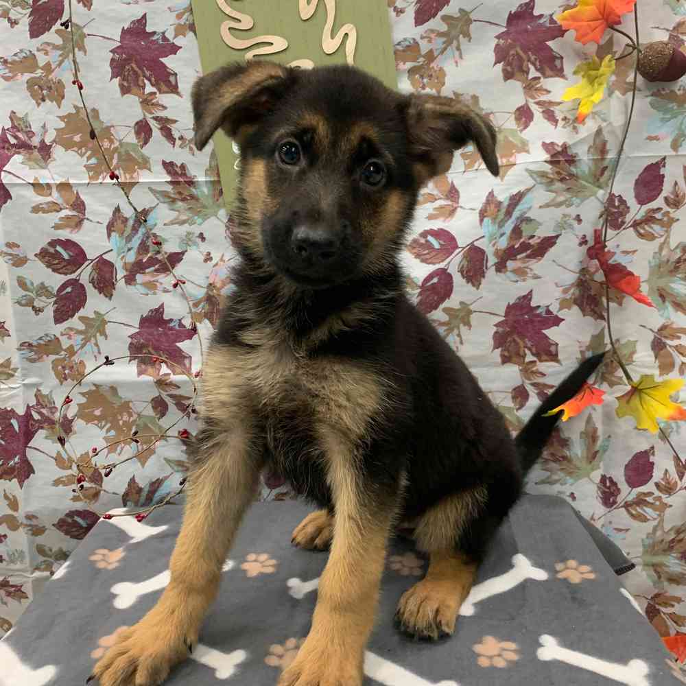 Piper