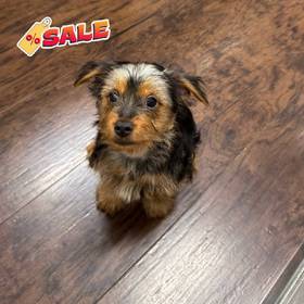 Yorkie