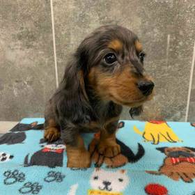 Dachshund