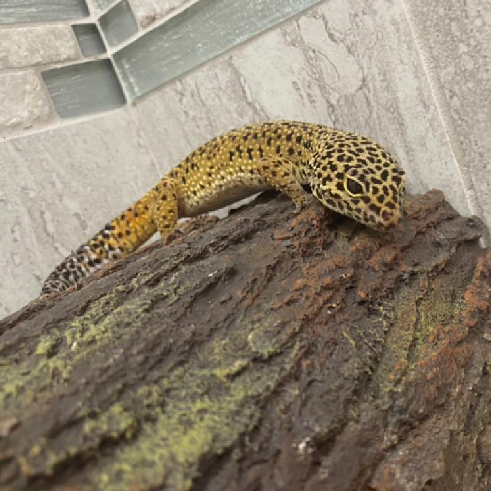 Leopard Gecko