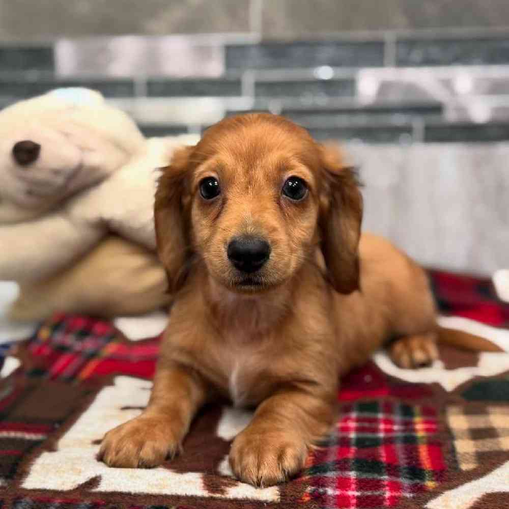 Image of a pet breed in the gallery