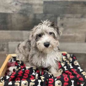 Yorkie-Poo