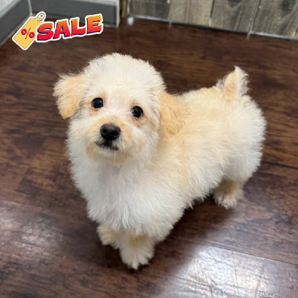 Female Yorkie-Poo Puppy for Sale in New Haven, CT