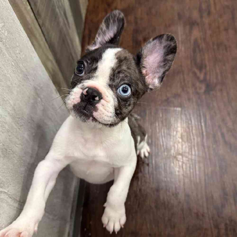 Male French Bulldog Puppy for Sale in New Haven, CT