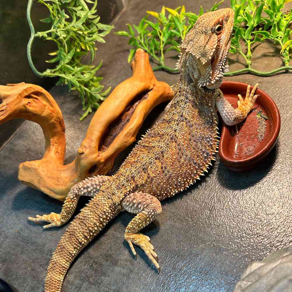 Bearded Dragon