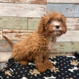 Cavapoo