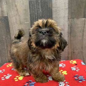 Lhasa Apso