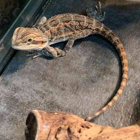 Bearded Dragon