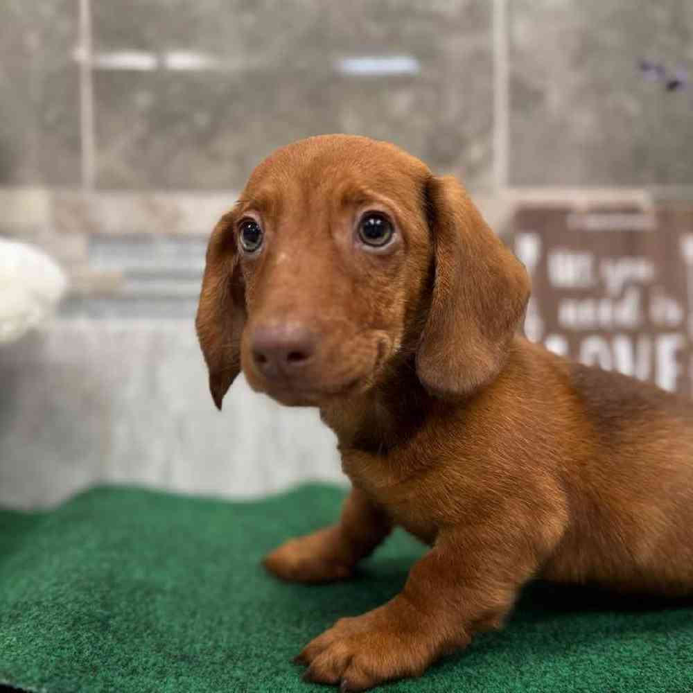 Image of a pet breed in the gallery