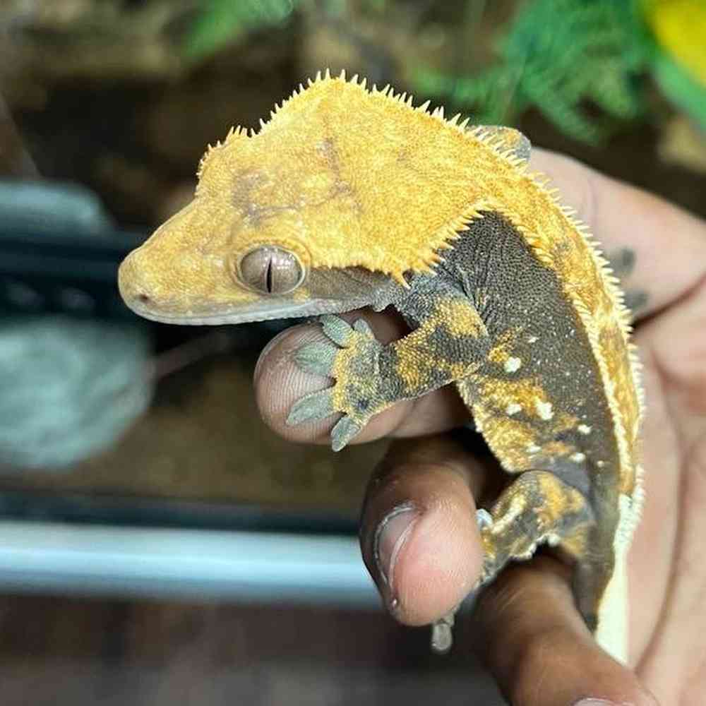 Crested Gecko