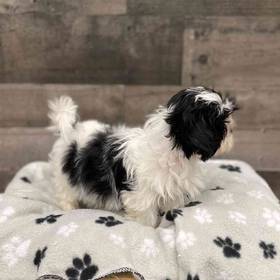Shih Tzu