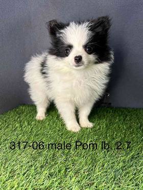 Pomeranian