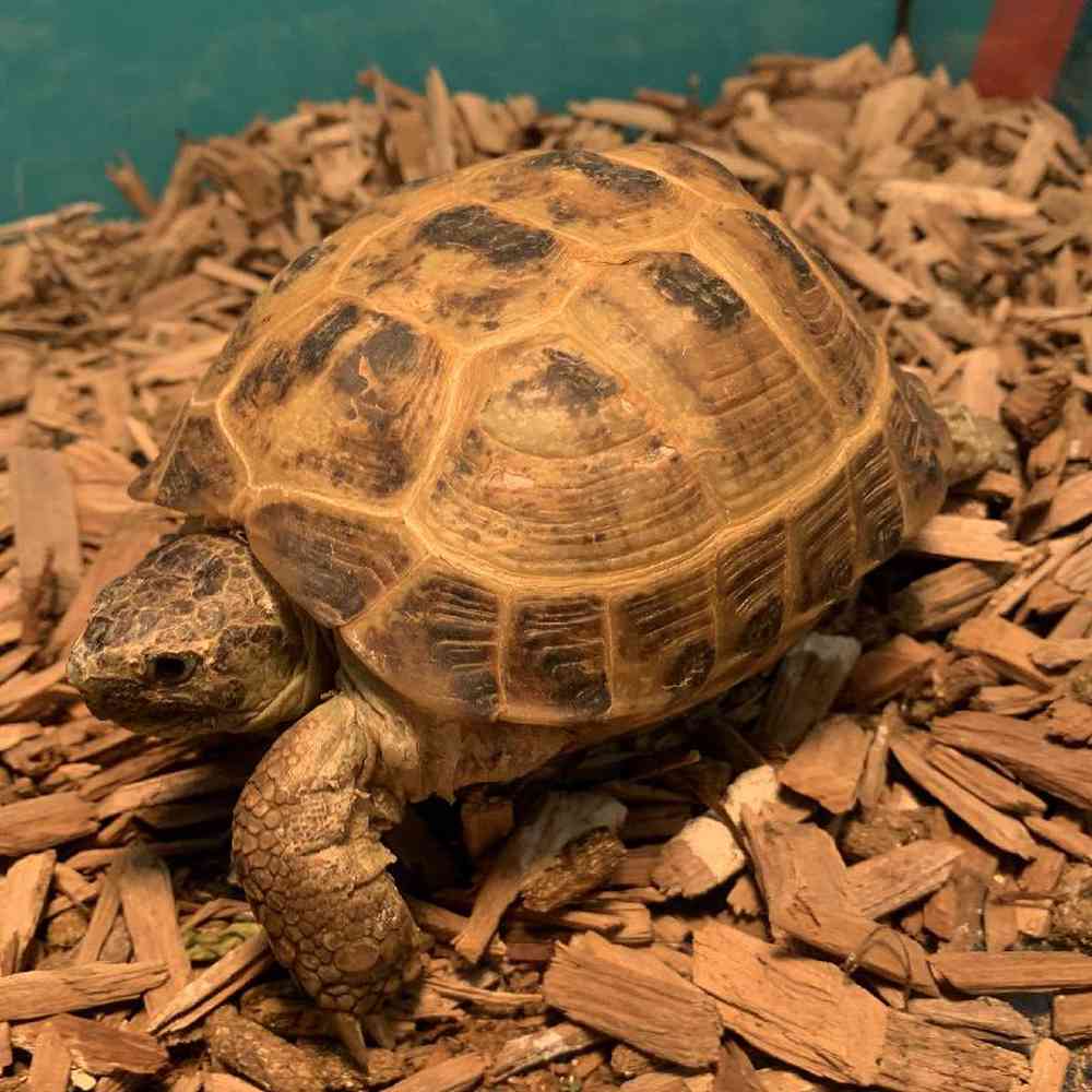 Russian Tortoise