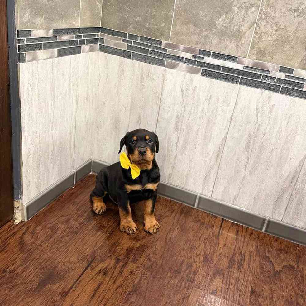 Image of a pet breed in the gallery
