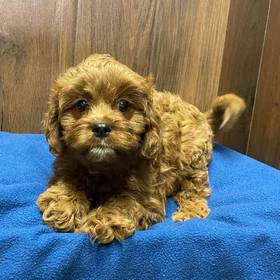 Cavapoo