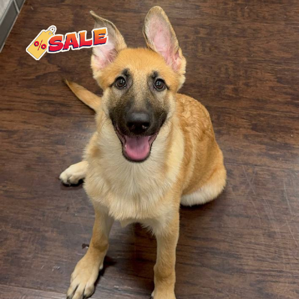 Female German Shepherd Puppy for Sale in New Haven, CT