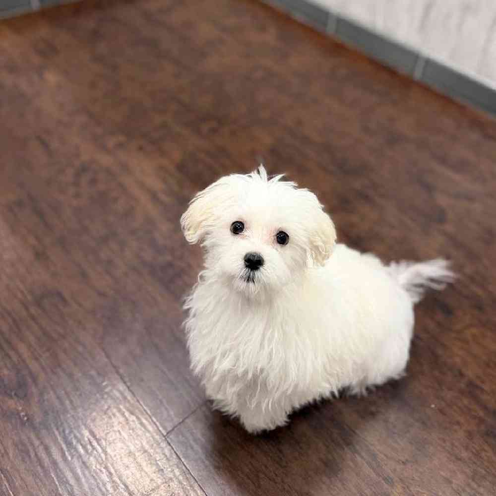 Male Maltese Puppy for Sale in New Haven, CT