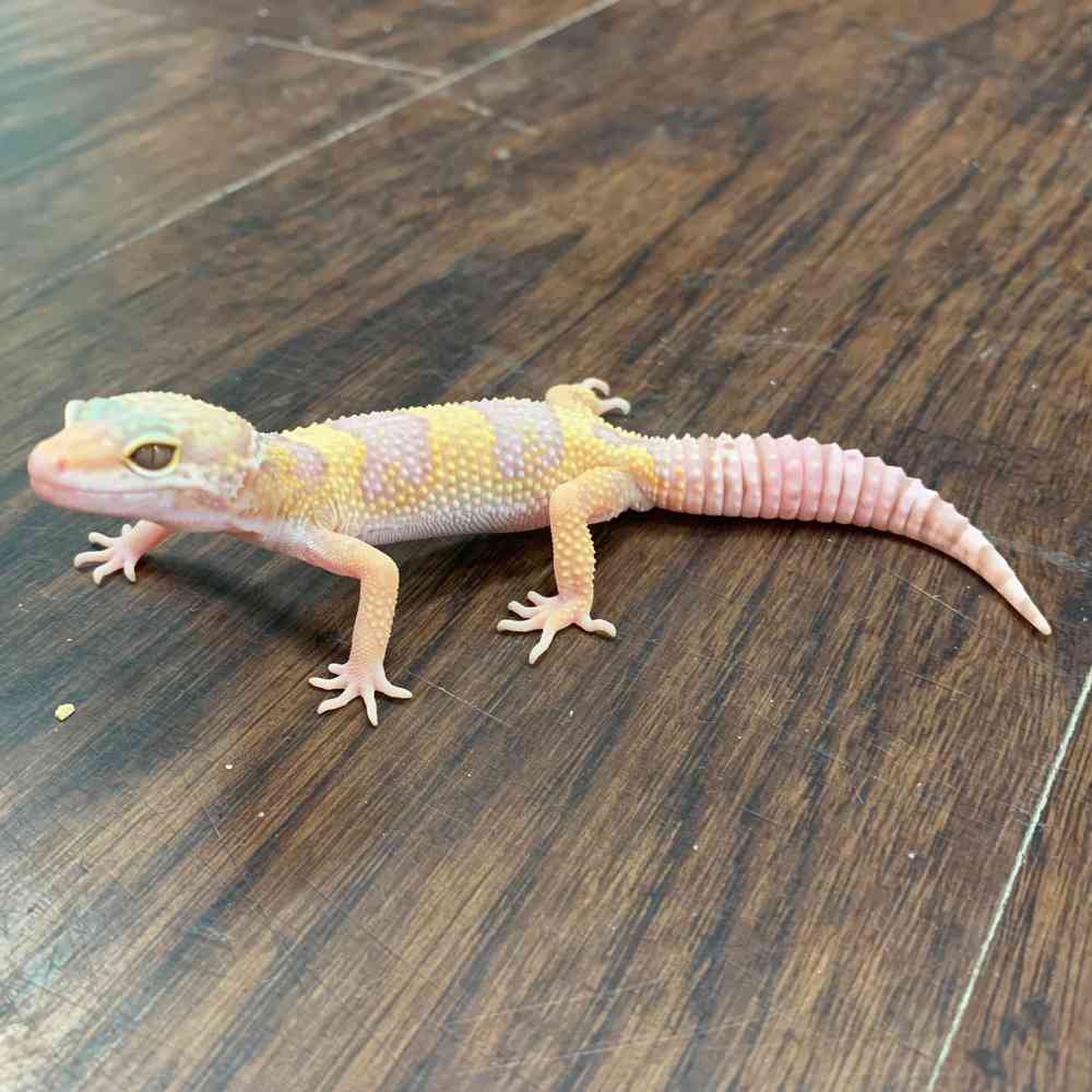 Leopard Gecko