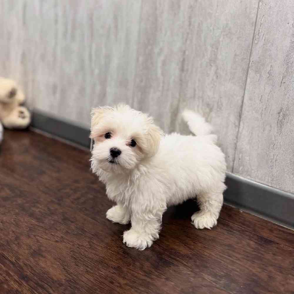 Maltese Puppy for sale - New Haven