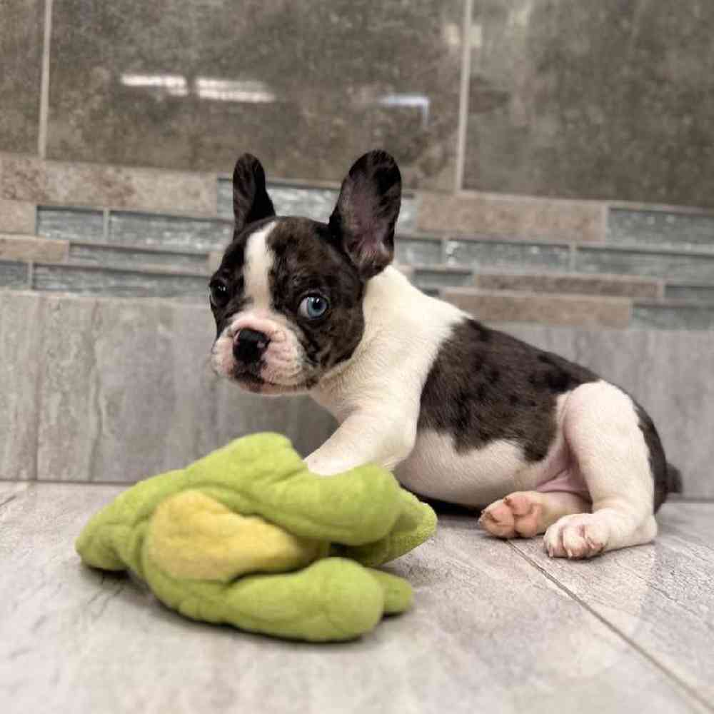 Image of a pet breed in the gallery