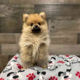 Pomeranian