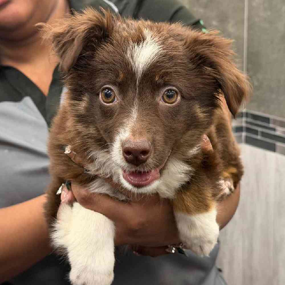 Male Toy Australian Shepherd Puppy for Sale in New Haven, CT