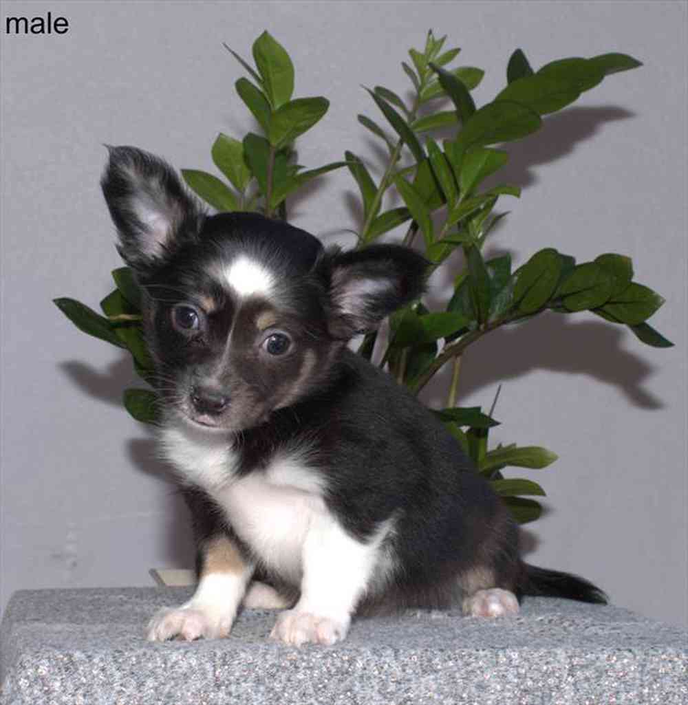 Image of a pet breed in the gallery