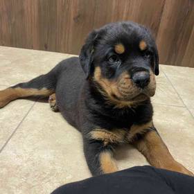 Rottweiler
