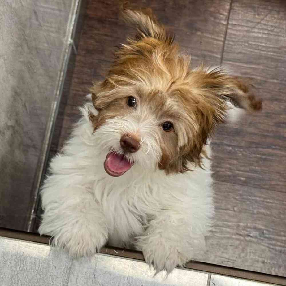 Image of a pet breed in the gallery