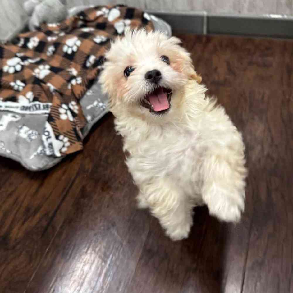 Image of a pet breed in the gallery