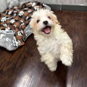 Shipoo