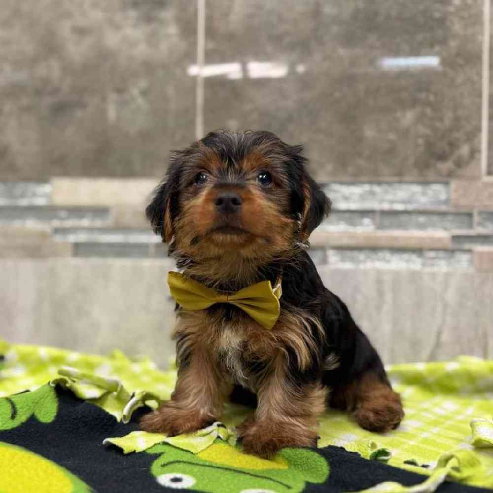 Image of a pet breed in the gallery