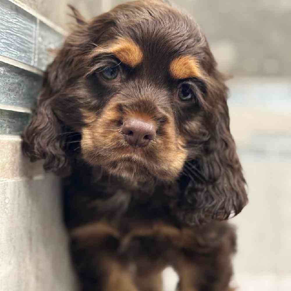 Cocker Spaniel Puppy for sale - New Haven, image size:1000x1000